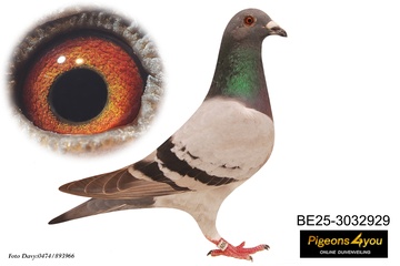 Afbeelding van Jong 11 - ZOON KASPER-MAUD 25-3032929