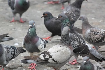 Afbeelding van Bonverkoop 2026 - LENDELEDE “Duivenwacht”