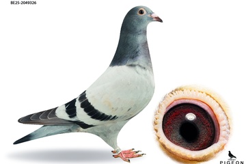 Afbeelding van DUIF 19 - BE-25-2049326