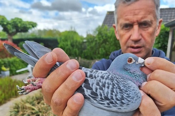 Afbeelding van BON 49 - Thierry Vercruysse (Anzegem)