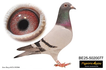 Afbeelding van Jong 1 - 25-5020077 - INBREED PORSCHE 911