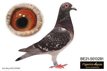 Afbeelding van Duif 22 - 21-5013281