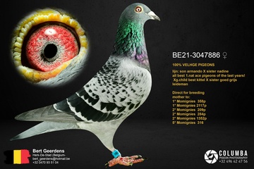 Afbeelding van Duif 21 - 21-3047886