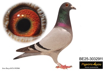 Afbeelding van Jong 2 - CHRIS DEBACKER - RINO VERHEYE 25-3032911