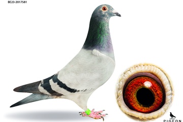 Afbeelding van DUIF 3 - BE-23-2017581