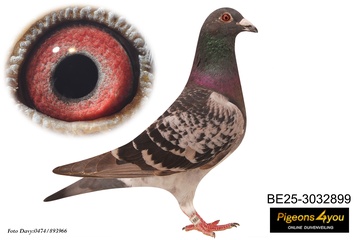 Afbeelding van Jong 8 - BINK - 2e Asduif KHF PE WVL 25-3032899