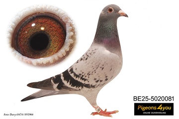 Afbeelding van Jong 2 - 25-5020081 - YELENA X PORSCHE 911