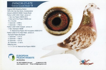 Afbeelding van Duif 37 - DV 04236 21 679