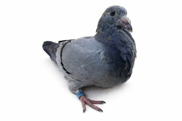 Afbeelding van JONG 6 - 3018358