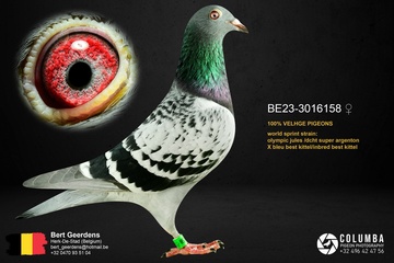 Afbeelding van Duif 28 - 23-3016158