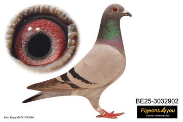 Afbeelding van Jong 9 - ST-JUSTJE 25-3032902