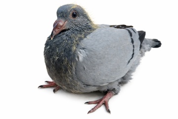 Afbeelding van JONG 3	 - 3018353