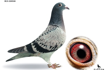 Afbeelding van DUIF 21 - BE-25-2049348