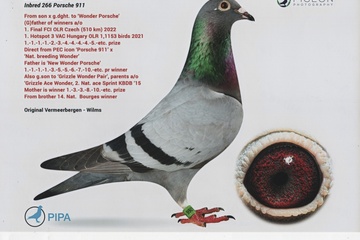 Afbeelding van Duif 32 - 23-6206266