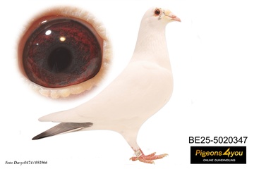 Afbeelding van Jong 7 - 25-5020347 - INBREED HOUBEN X PORSCHE