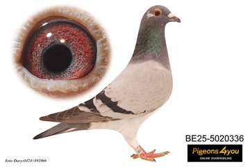 Afbeelding van Jong 6 - 25-5020336 - JELLE ROZIERS