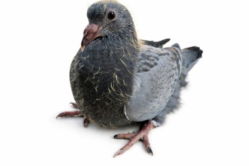 Afbeelding van JONG 1 - 3018351