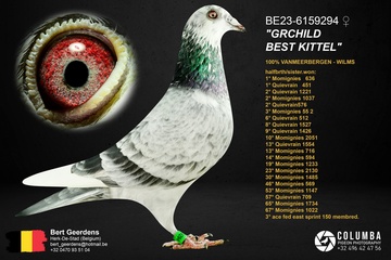 Afbeelding van Duif 31 - 23-6159294 - “GRCHILD BEST KITTEL”