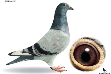 Afbeelding van DUIF 15 - BE-25-2049375