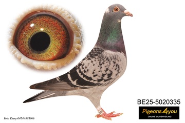 Afbeelding van Jong 5 - 25-50200335 - FORREST GUMP X MEIRLAENE