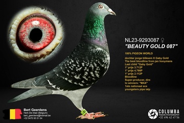 Afbeelding van Duif 33 - NL 23-9293087 - “BEAUTY GOLD 087”