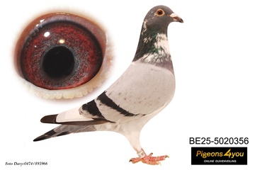 Afbeelding van Jong 9 - 25-5020356 - KITTELKE