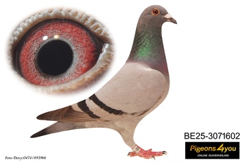 Afbeelding van Jong 3 - KATHLEENTJE 25-3032602