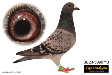 Afbeelding van Duif 29 - 23-5090710