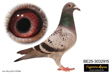 Afbeelding van Jong 13 - ZOON MARNIX 25-3032915