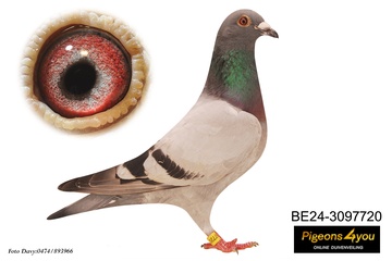 Afbeelding van Duif 12 - 24-3097720