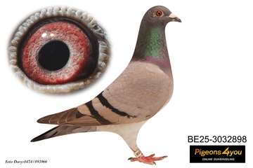 Afbeelding van Jong 10 - ZUS BINK 25-3032898