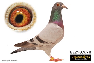 Afbeelding van Duif 5 - 24-3097711