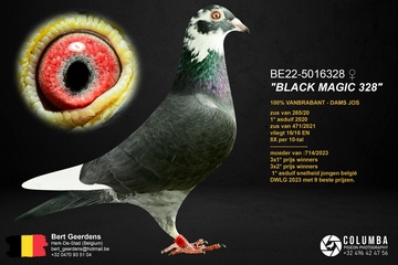 Afbeelding van Duif 25 - 22-5016328 - BLACK MAGIC 328