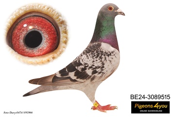 Afbeelding van Duif 2 - 24-3089515 - POUBLONTJE