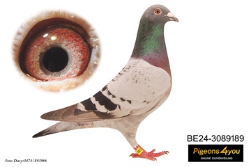 Afbeelding van Duif 5 - 24-3089189 - KARMA (2e prov Pontoise)