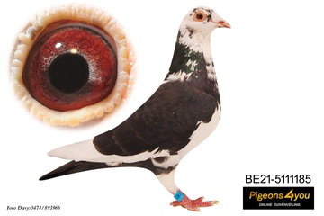 Afbeelding van Duif 24 - 21-5111185 - BLACK BEAUTY