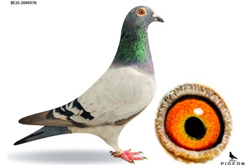 Afbeelding van DUIF 14 - BE-25-2049378