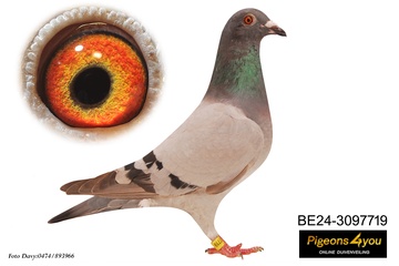 Afbeelding van Duif 11 - 24-3097719