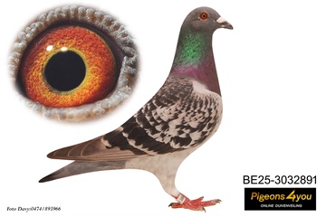 Afbeelding van Jong 5 - ZOON KASPER-MAUD 25-3032891