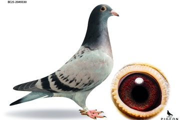 Afbeelding van DUIF 20 - BE-25-2049330
