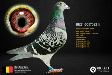 Afbeelding van Duif 38 - 21-5057092