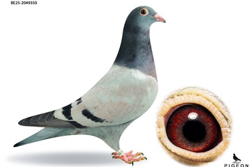 Afbeelding van DUIF 22 - BE-25-2049350