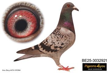 Afbeelding van Jong 6 - DOCHTER MAGIC 1e PROV ORLEANS 25-3032921