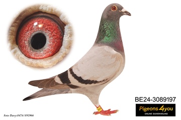 Afbeelding van Duif 6 - 24-3089197 - ZOON MARNIX (18e prov Orleans)