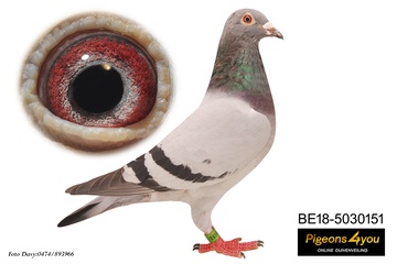 Afbeelding van Duif 40 - 18-5030151 - “MISS KRISTIN 151”