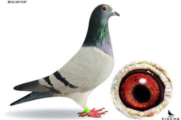 Afbeelding van DUIF 7 - BE-23-2017547