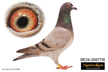 Afbeelding van Duif 10 - 24-3097718