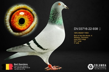 Afbeelding van Duif 35 - DV 03716 22 938