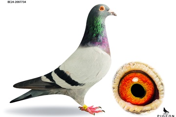 Afbeelding van DUIF 11 - BE-24-2097734