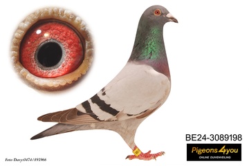 Afbeelding van Duif 11 - 24-3089198 - 1e MONTOIRE